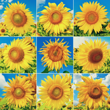 Load image into Gallery viewer, SUNFLOWERS
